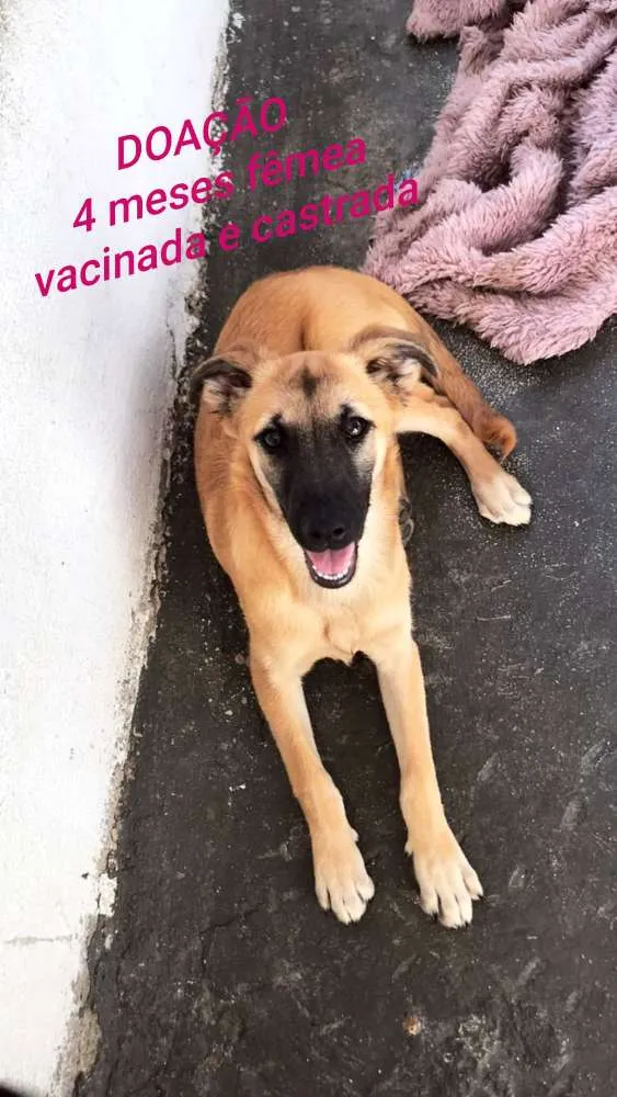 Cachorro ra a Srd idade 2 a 6 meses nome Diana e Matilda