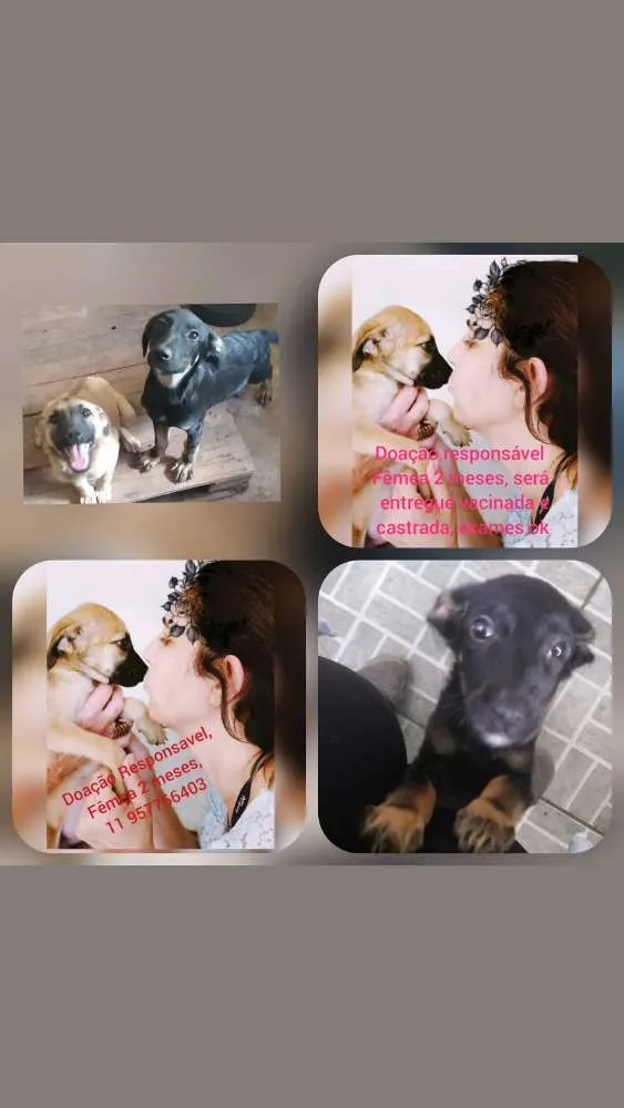 Cachorro ra a Srd idade 2 a 6 meses nome Diana e Matilda