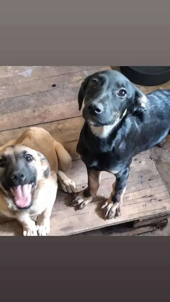 Cachorro ra a Srd idade 2 a 6 meses nome Diana e Matilda