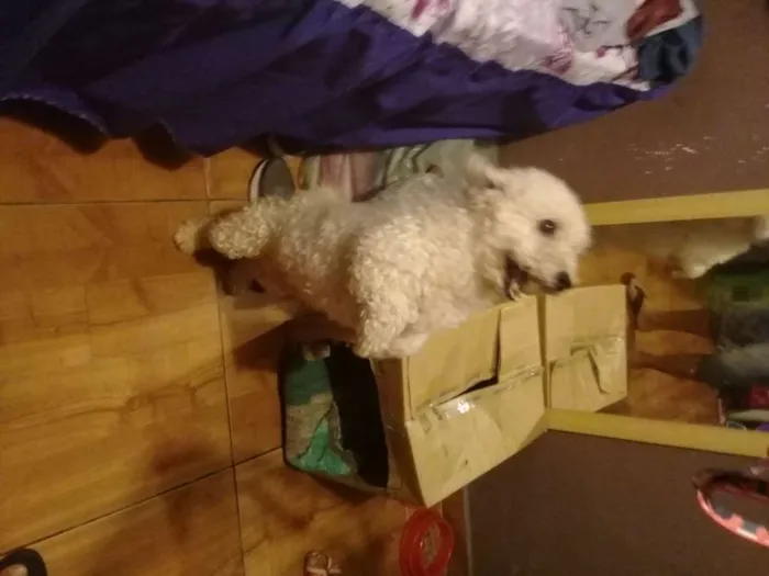 Cachorro ra a Poodle idade 2 anos nome Gohan