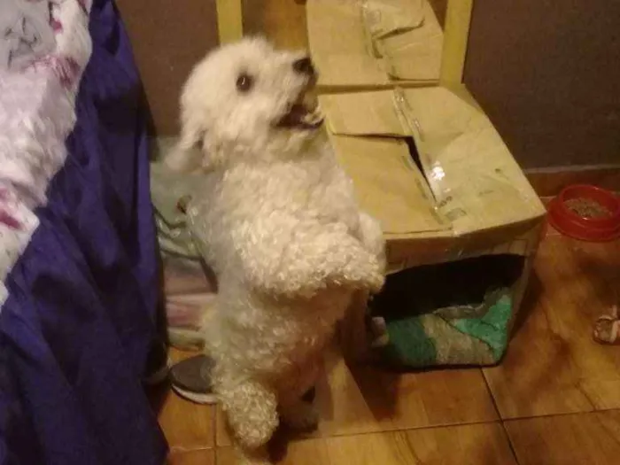 Cachorro ra a Poodle idade 2 anos nome Gohan