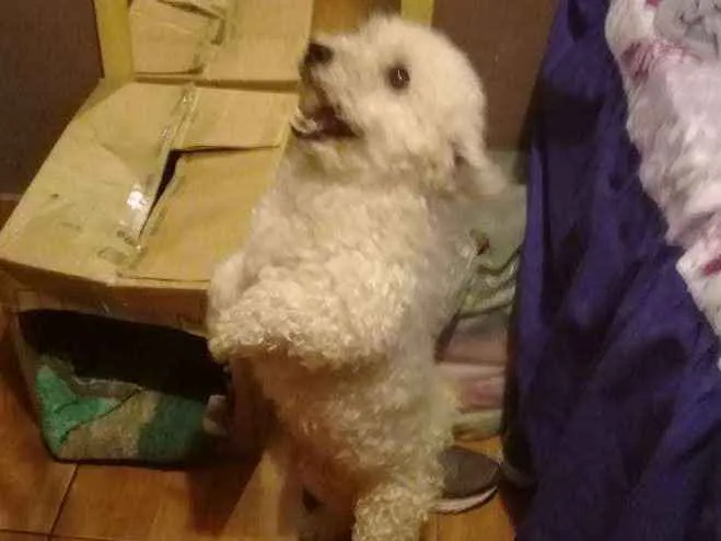 Cachorro ra a Poodle idade 2 anos nome Gohan