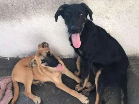 Cachorro ra a Srd idade 2 a 6 meses nome Diana e Matilda