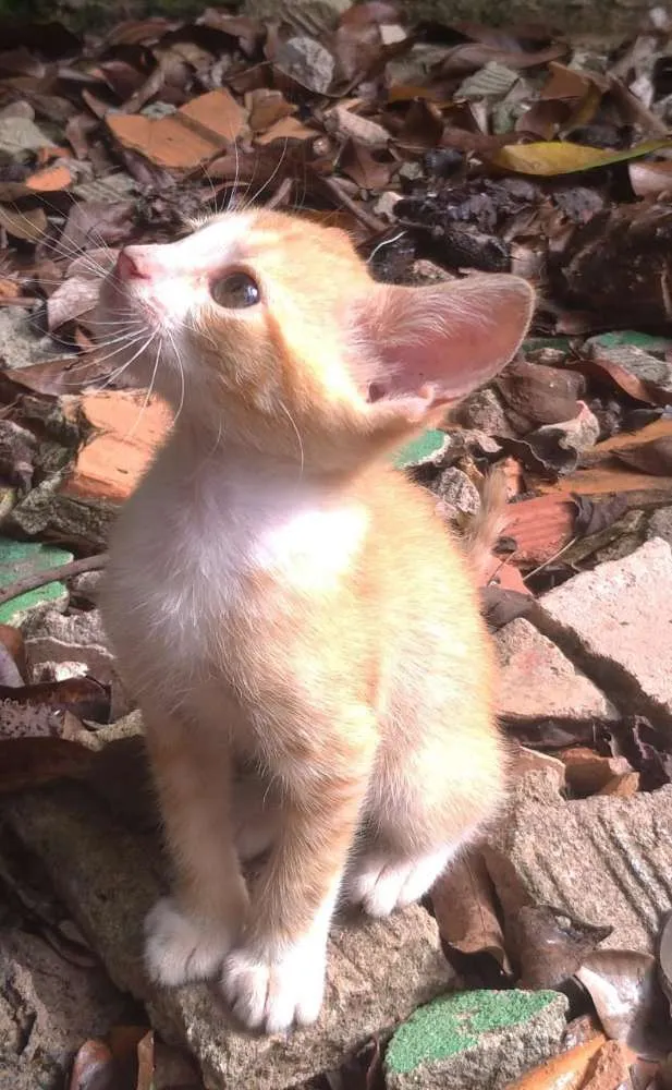 Gato ra a Indefinido  idade Abaixo de 2 meses nome Florinda 