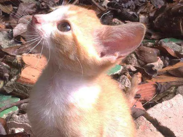 Gato ra a Indefinido  idade Abaixo de 2 meses nome Florinda 