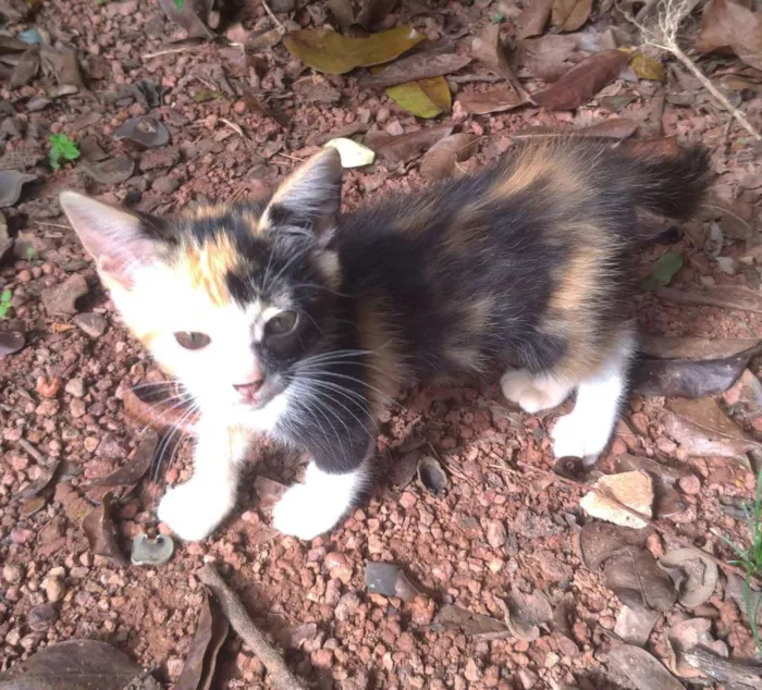 Gato ra a Indefinido  idade Abaixo de 2 meses nome Lulu
