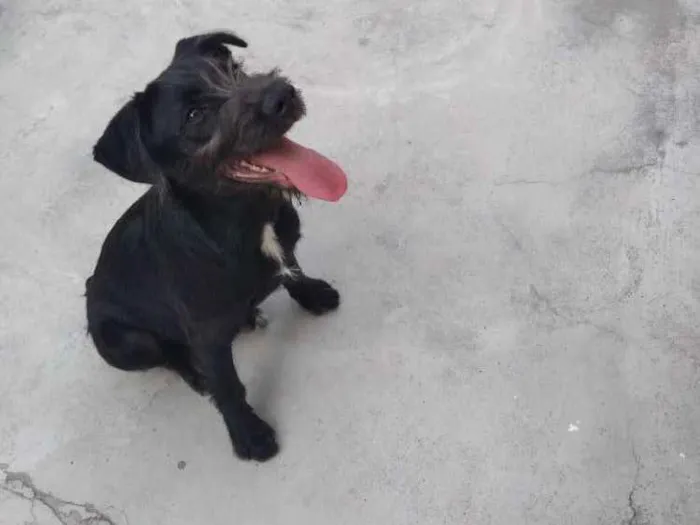 Cachorro ra a Sem raça definida  idade 7 a 11 meses nome Stark