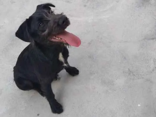 Cachorro ra a Sem raça definida  idade 7 a 11 meses nome Stark