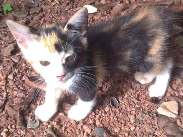 Gato ra a Indefinido  idade Abaixo de 2 meses nome Lulu