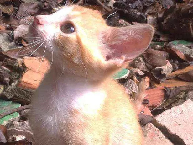 Gato ra a Indefinido  idade Abaixo de 2 meses nome Florinda 