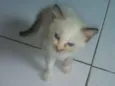 Mili