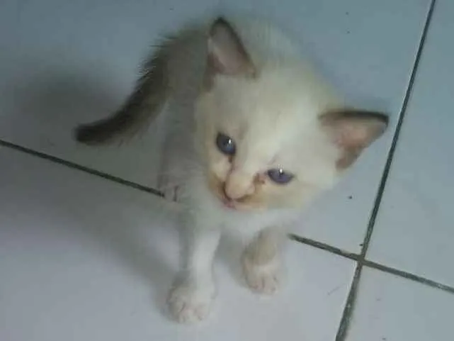 Gato ra a Siamês idade 2 a 6 meses nome Mili