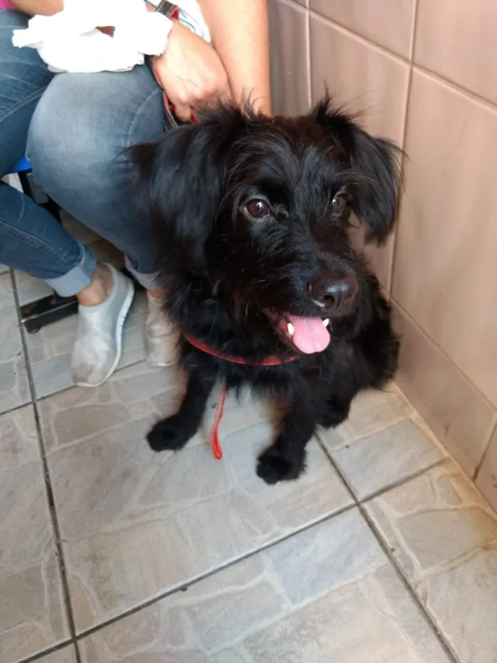 Cachorro ra a Poodle mix  idade 7 a 11 meses nome Billy poodle mix 