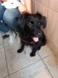 Billy poodle mix