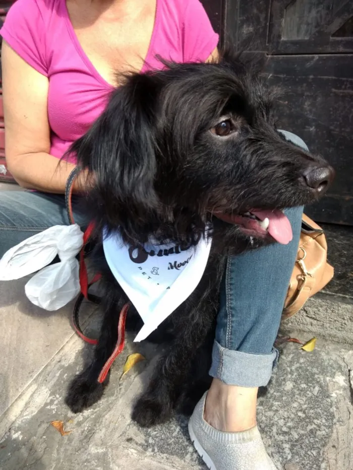 Cachorro ra a Poodle mix  idade 7 a 11 meses nome Billy poodle mix 