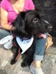 Billy poodle mix