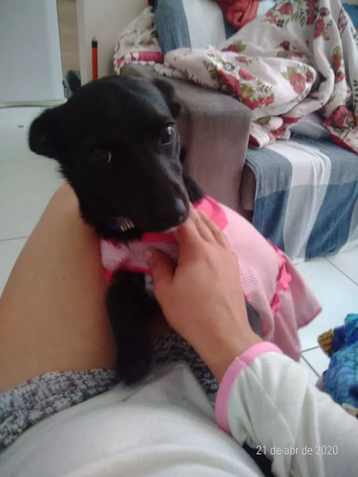 Cachorro ra a Não defenida idade 7 a 11 meses nome Sem nome