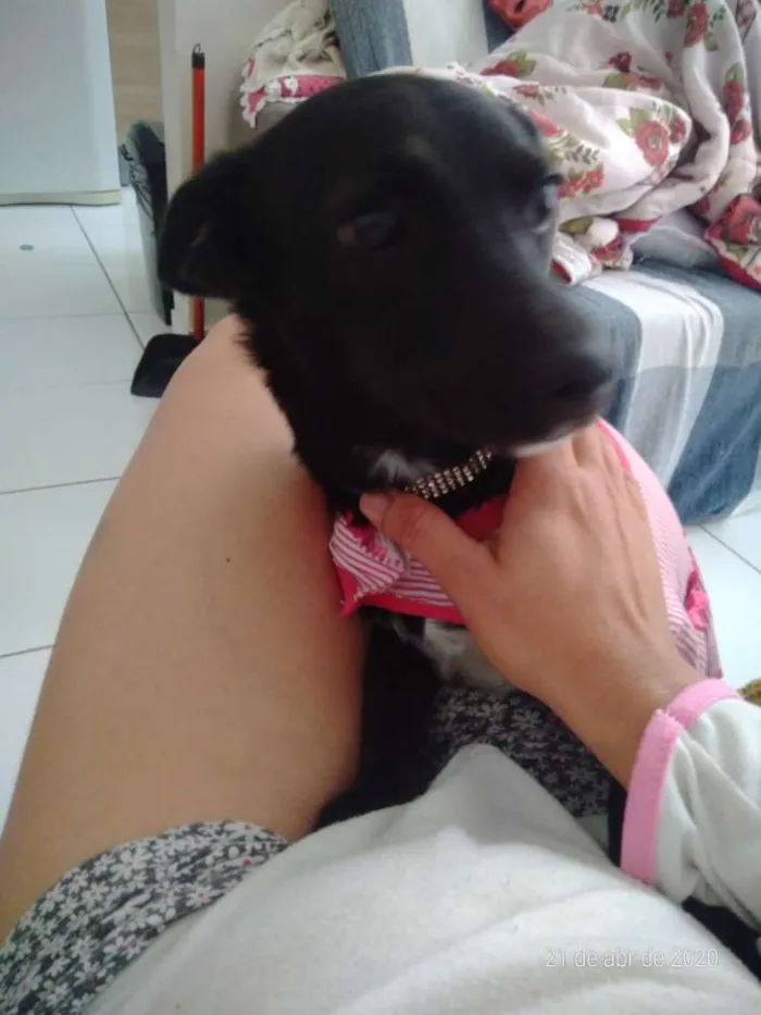 Cachorro ra a Não defenida idade 7 a 11 meses nome Sem nome