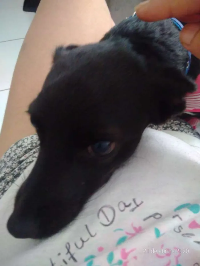 Cachorro ra a Não defenida idade 7 a 11 meses nome Sem nome