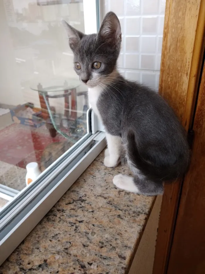 Gato ra a Srd lindo  idade Abaixo de 2 meses nome Leo Bebe lindo 