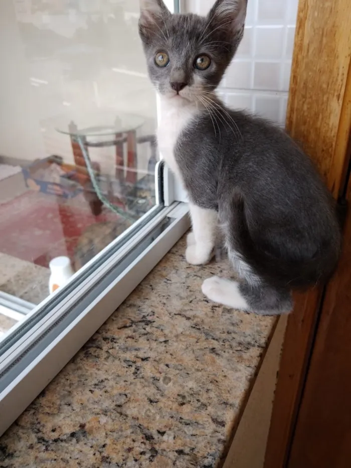 Gato ra a Srd lindo  idade Abaixo de 2 meses nome Leo Bebe lindo 