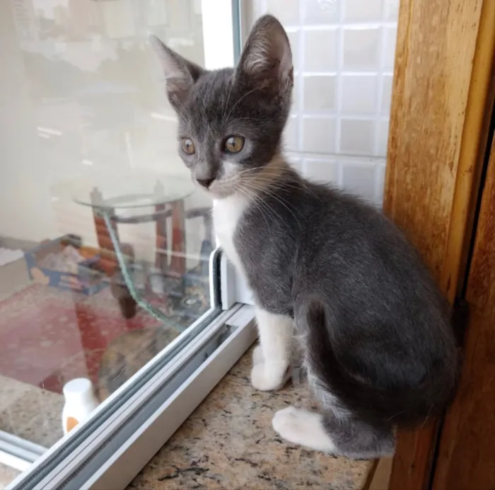 Gato ra a Srd lindo  idade Abaixo de 2 meses nome Leo Bebe lindo 