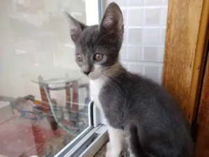 Gato raça Srd lindo  idade Abaixo de 2 meses nome Leo Bebe lindo 