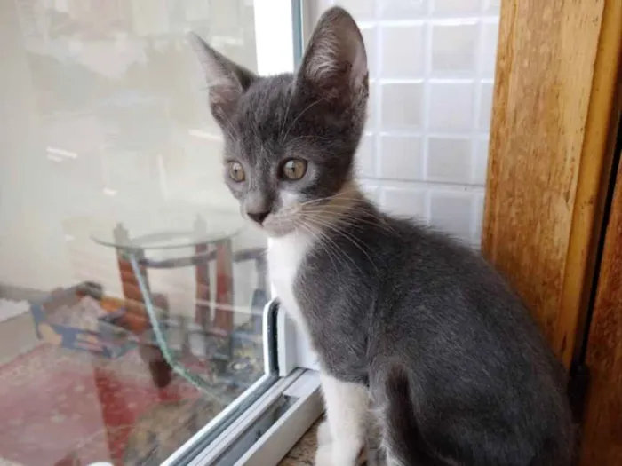 Gato ra a Srd lindo  idade Abaixo de 2 meses nome Leo Bebe lindo 