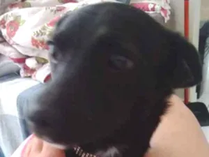 Cachorro raça Não defenida idade 7 a 11 meses nome Sem nome