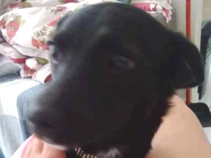 Cachorro ra a Não defenida idade 7 a 11 meses nome Sem nome