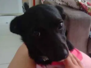 Cachorro raça Não defenida idade 7 a 11 meses nome Sem nome