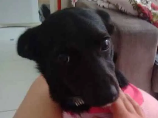 Cachorro ra a Não defenida idade 7 a 11 meses nome Sem nome