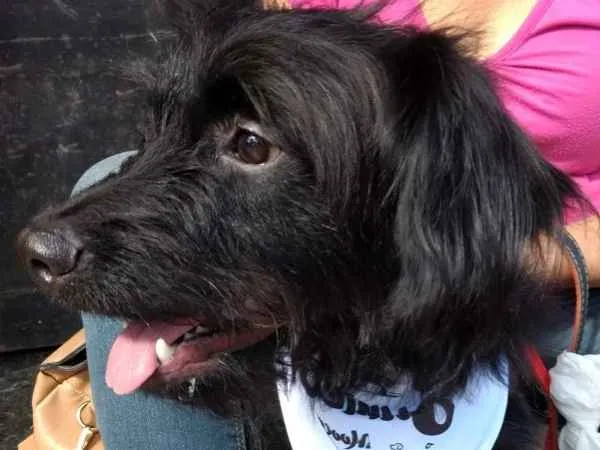 Cachorro ra a Poodle mix  idade 7 a 11 meses nome Billy poodle mix 