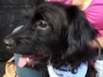 Billy poodle mix