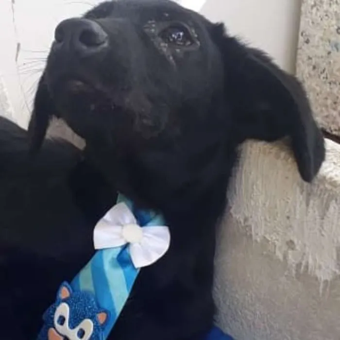 Cachorro ra a Srd idade 2 a 6 meses nome Ralfh