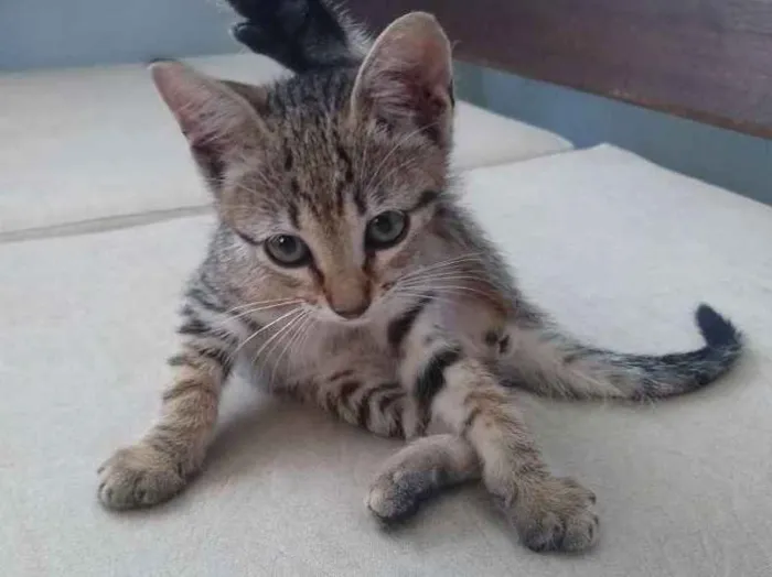 Gato ra a pcb idade Abaixo de 2 meses nome Pitucha