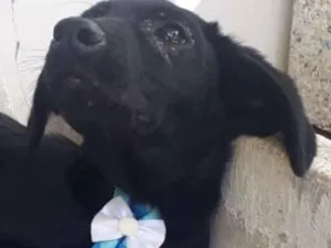 Cachorro raça Srd idade 2 a 6 meses nome Ralfh