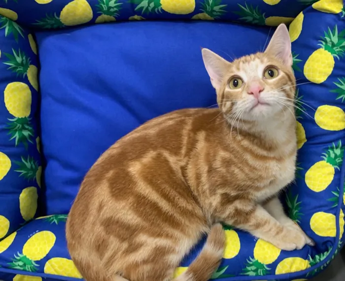 Gato ra a SRD idade 2 a 6 meses nome LOIRO