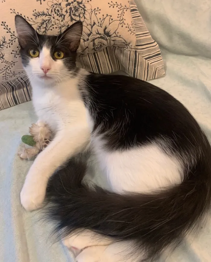 Gato ra a SRD idade 7 a 11 meses nome FLOCO DE NEVE