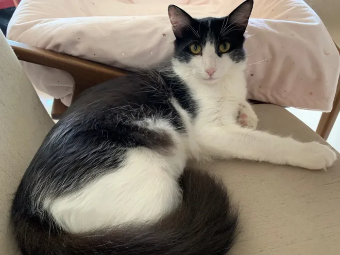 Gato ra a SRD idade 7 a 11 meses nome FLOCO DE NEVE