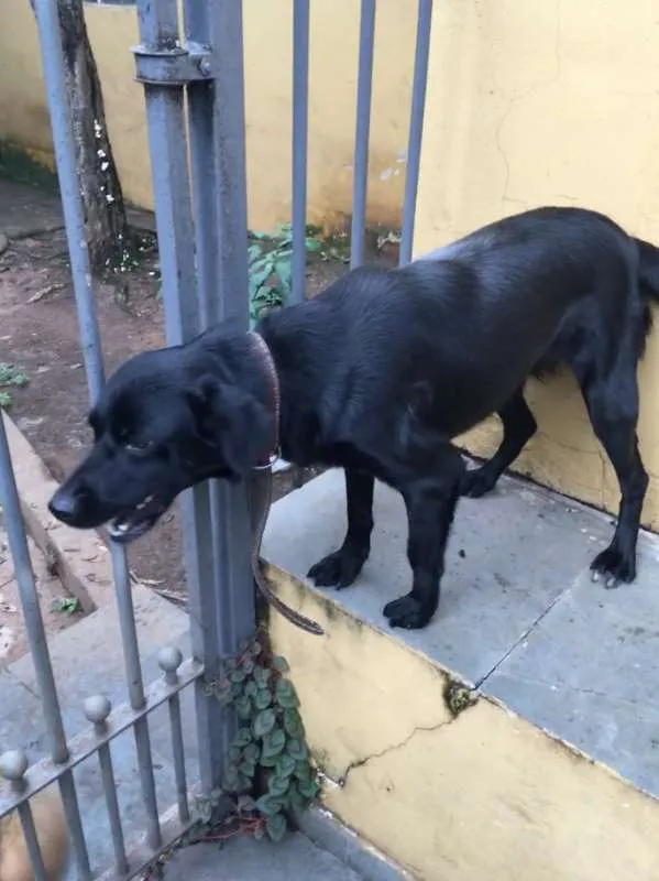 Cachorro ra a Vira lata idade 2 anos nome Nina