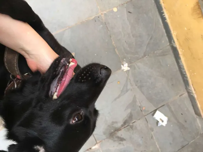 Cachorro ra a Vira lata idade 2 anos nome Nina