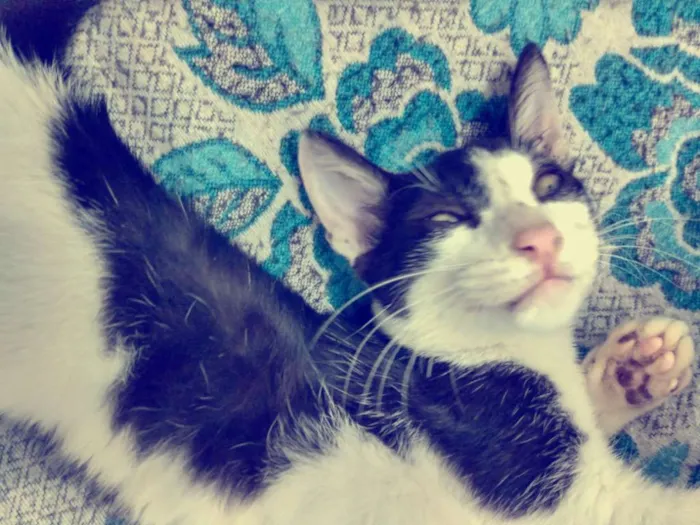 Gato raça Srd idade 2 a 6 meses nome Jonhy