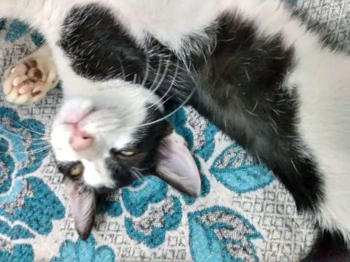 Gato raça Srd idade 2 a 6 meses nome Jonhy