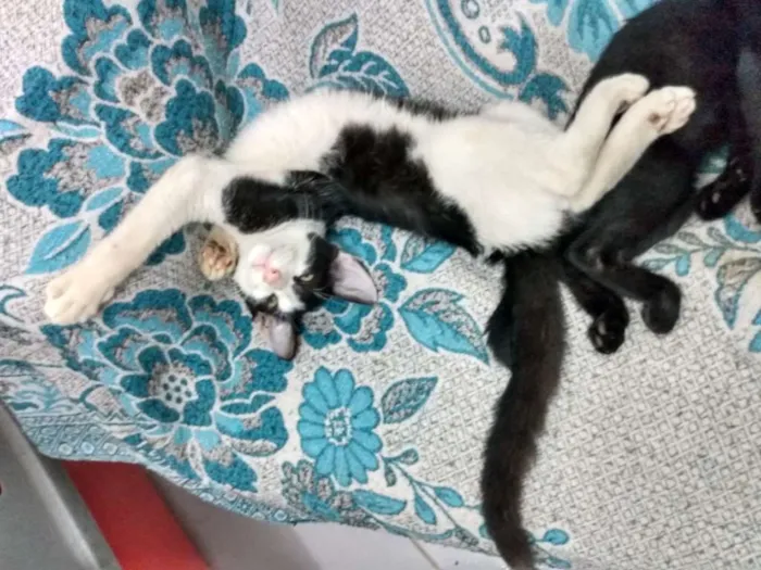 Gato raça Srd idade 2 a 6 meses nome Jonhy