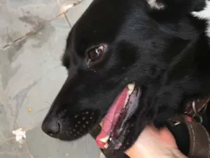 Cachorro raça Vira lata idade 2 anos nome Nina