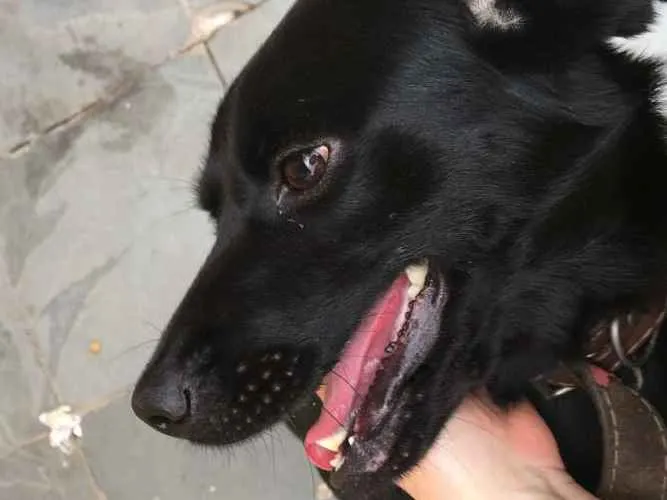 Cachorro ra a Vira lata idade 2 anos nome Nina