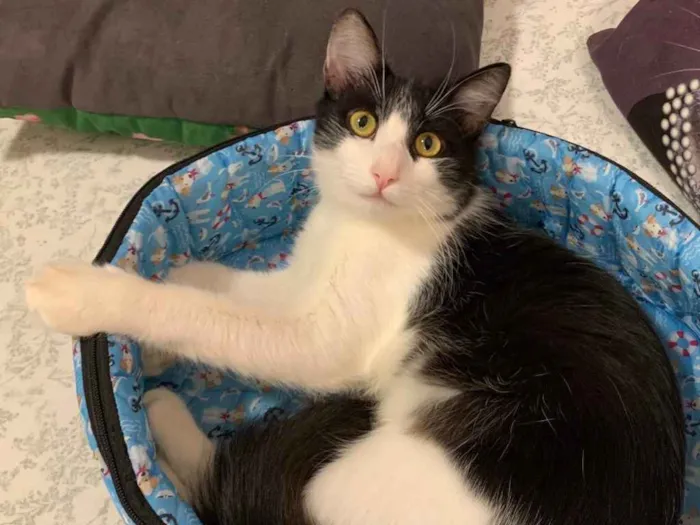 Gato ra a SRD idade 7 a 11 meses nome FLOCO DE NEVE