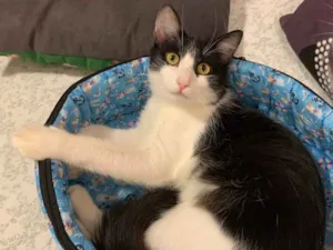 Gato raça SRD idade 7 a 11 meses nome FLOCO DE NEVE