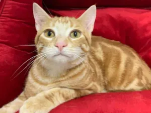 Gato raça SRD idade 2 a 6 meses nome LOIRO
